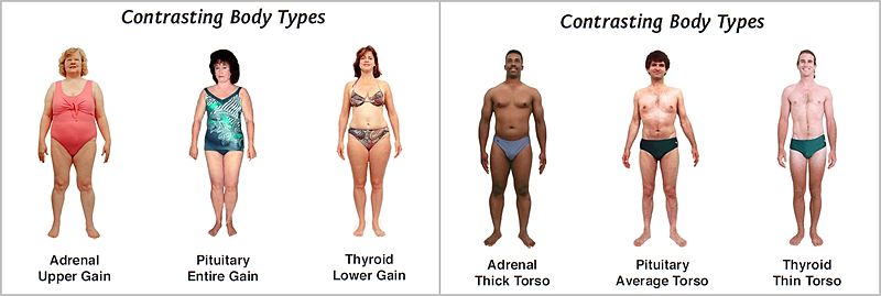 Understanding your body type